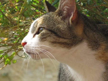 Photographing Your Pet