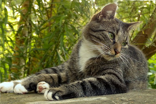 Filing A Petition For A Conservatorship