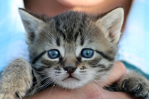Pet Meds For Keeping Fleas At Bay