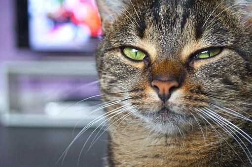 Simple Yorkshire Terriers Training Tips
