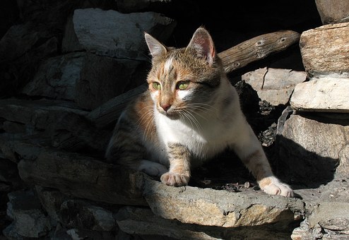 Things To Consider When Getting A Pet