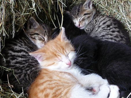How to Take Care of Pet