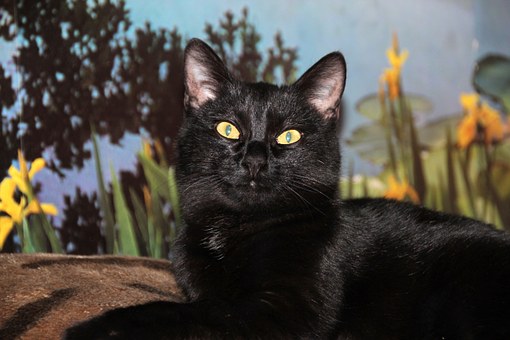 What are the most Top rate pet insurance companies?
