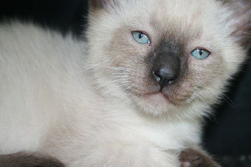Can You View Your Pet's Cremation?