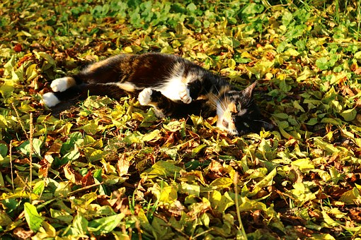 Ways to Save on Your Pet