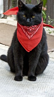 What You Need To Consider When Taking Your Pet To A Vet