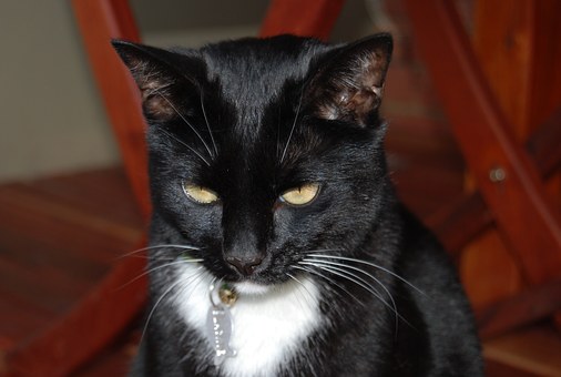 Tend To Be Banfield Pet Insurance Profiting In The Misery?