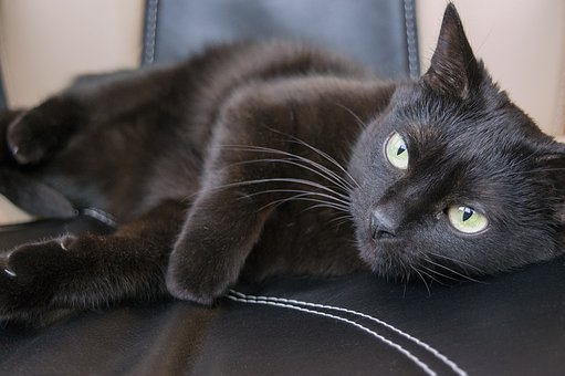 Selecting A Vet For Your Pet