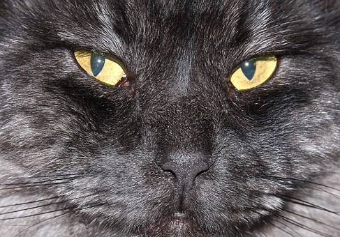 Pet Insurance Plans - Finding Pet Insurance Plans That Are Best