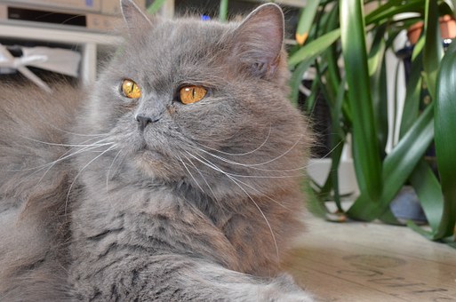 Pet Insurance Comparisons Help You Make The Right Choice