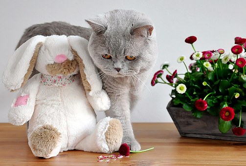 Benefits Of Pet Store Bangalore