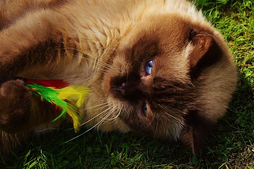 Finding The Vet Fit For Your Pet