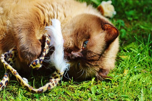 Going Out Of Town? Where To Leave Your Pet?