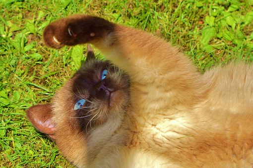 Pet Stain & Odor Removal