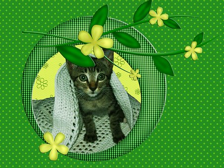 Pet Insurance Can Be Trendy