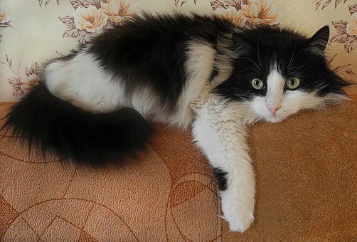 Benefits Of Rspca Pet Insurance