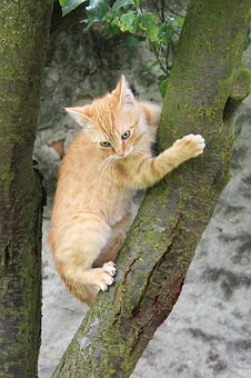 Benefits Of Using A Microfiber Towel For Drying Your Pet