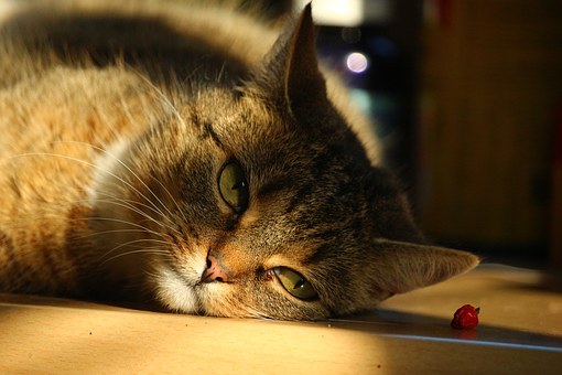 Come To Be Pals To Have Your Pet Back Once Again -- Absolute To Functionality!
