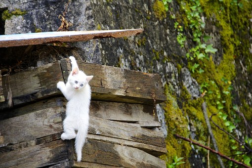 Pet Insurance Policy - The Best Way To Know If You Require It