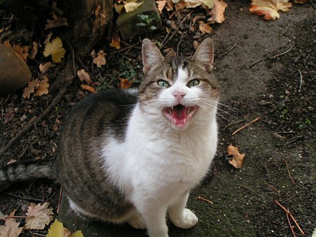 Giving Your Pet A Proper Adoption