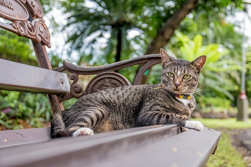More About Cleaning One's Pet