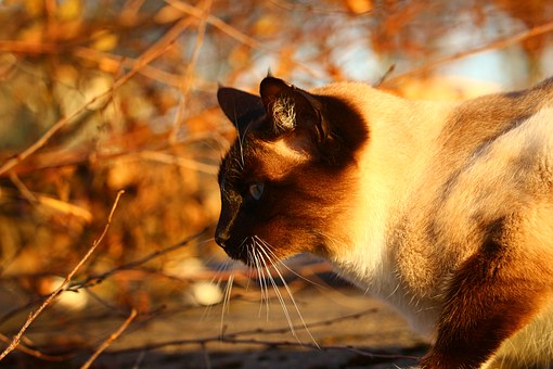 Pet First Aid Kits