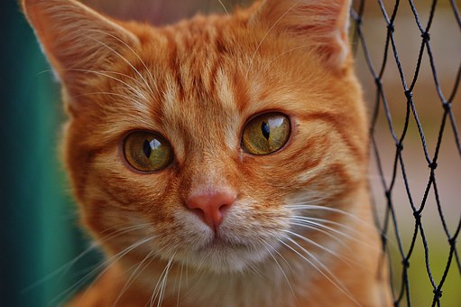 Can worming your pets reduce pet insurance premiums?