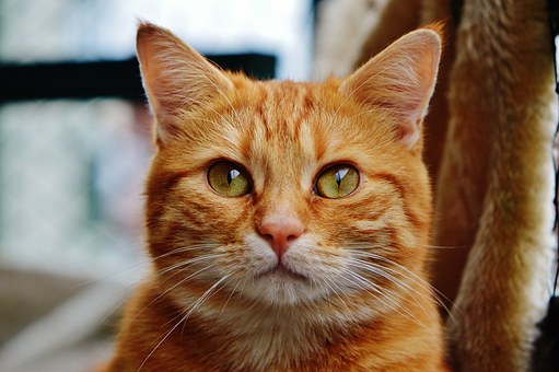 Seeing the End of the Tunnel for Your Pet
