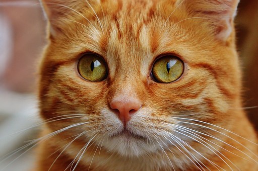 Benson Pet Stores That Have It All!