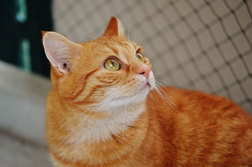 Pet Insurance: Is It Right For You?