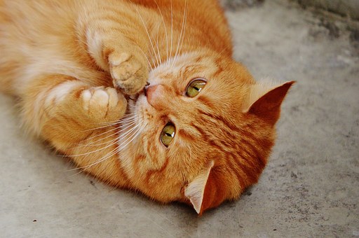 Can Pet Insurance Save You Money?