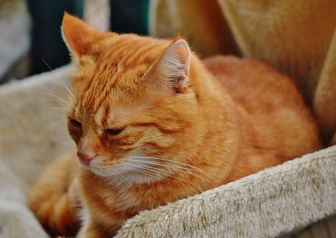 How Do You Choose Which Pet Insurance Is Best?