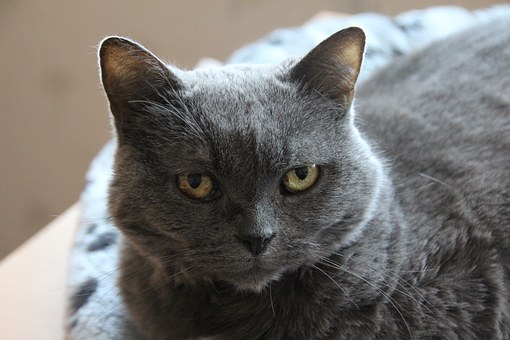 Cheap Pet Insurance – Deductibles