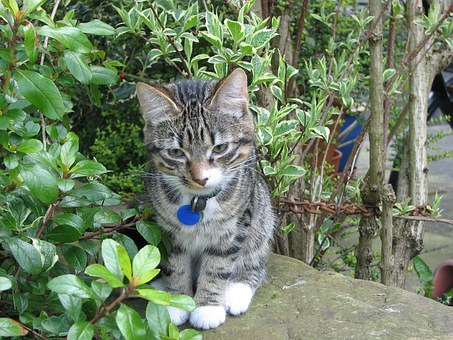 A Closer Look At Low Cost Pet Insurance