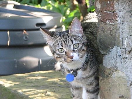 A very nice pet