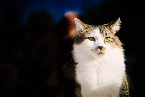 Cheap Pet Insurance – Customized Policies