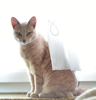 Yuba too cold wave hit frequency "Pet" (Figure)