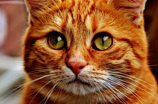 Pet Sitters Do it Best - But What Do They Do?