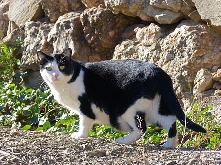 Features Of A Good Online Pet Store