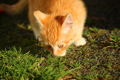 Different Options For Your Pet At The Pet Store