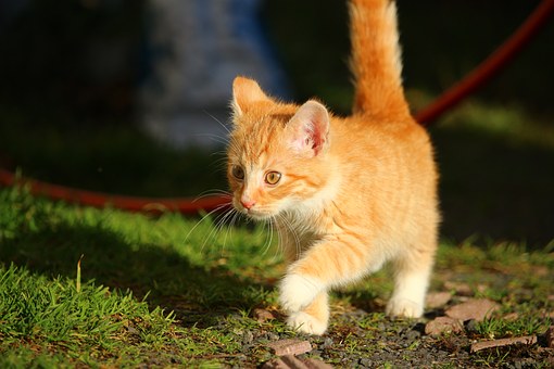 The Dire Importance Of Obtaining Pet Insurance For All Your Pets