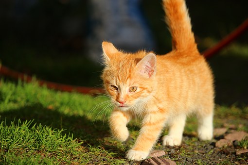 Why Pet Insurance Is An Investment Of Love