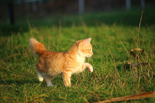 Pet Grooming Prevent From Diseases