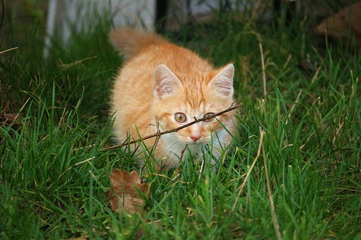 How To Choose A Pet