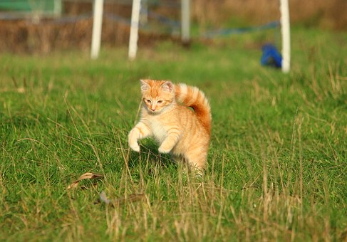 Pet Vaccinations – Is it worth it?