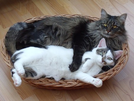 Pet Insurance And Pre-existing Conditions
