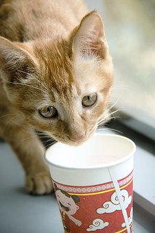 Benefits Of Seeing A Pet Communicator