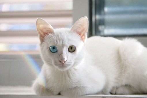 Clean Up The Car-pet Stains