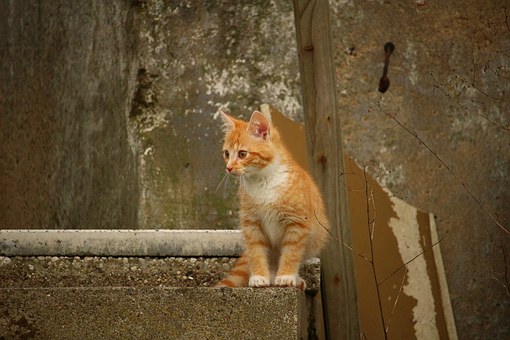 Pet Insurance, - How To Get A Pet Insurance Quote