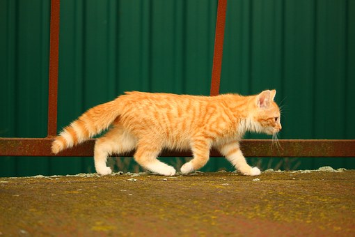 Important Tips And Questions To Ask When Purchasing Pet Insurance